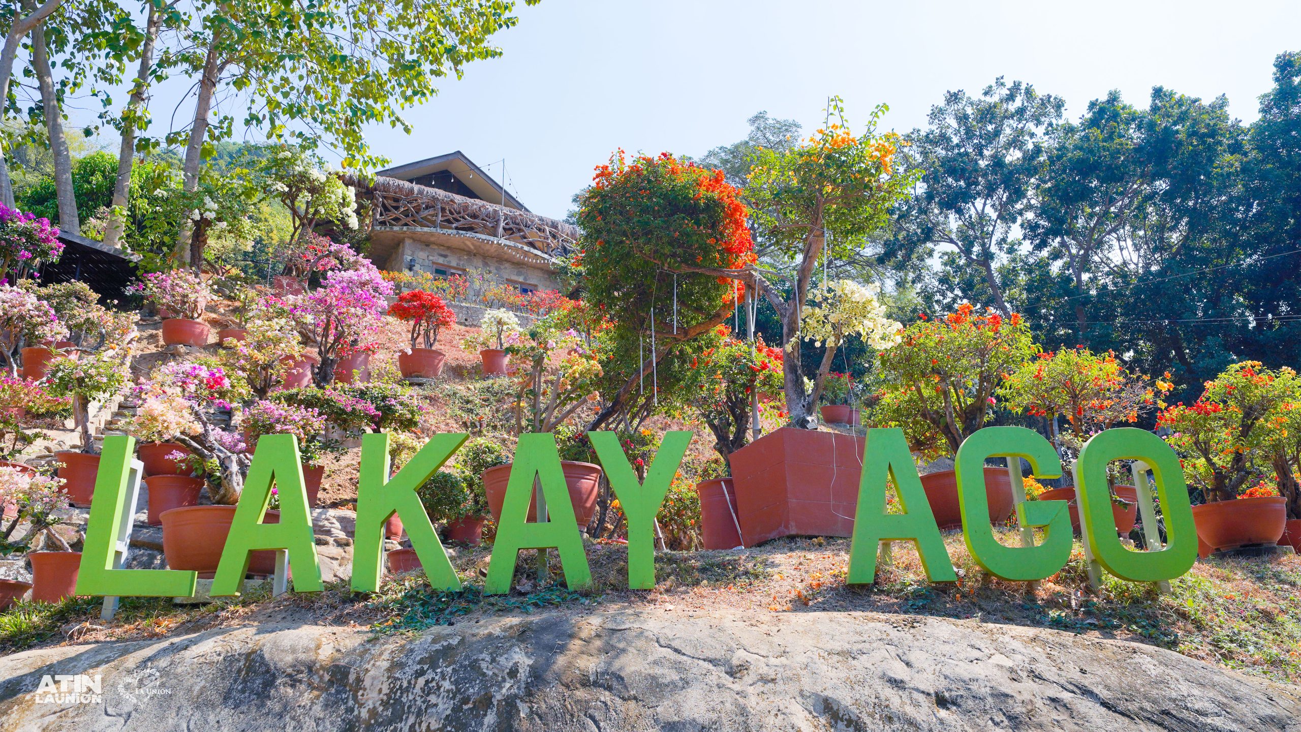 "Lakay Ago" signage in front of bougainvillea plants.