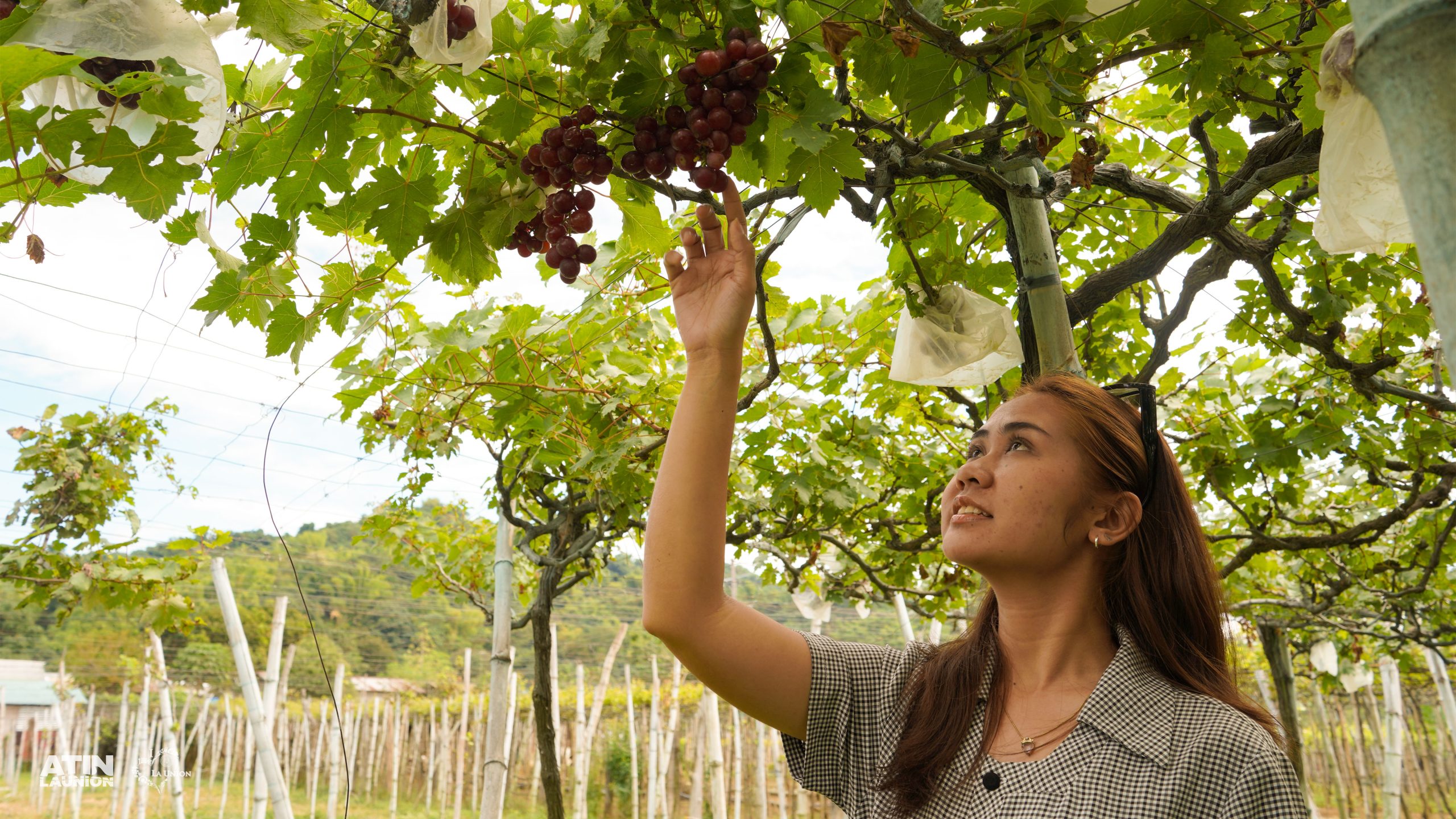 A woman picks a grape at the agri-tourism site, Lomboy Farms.