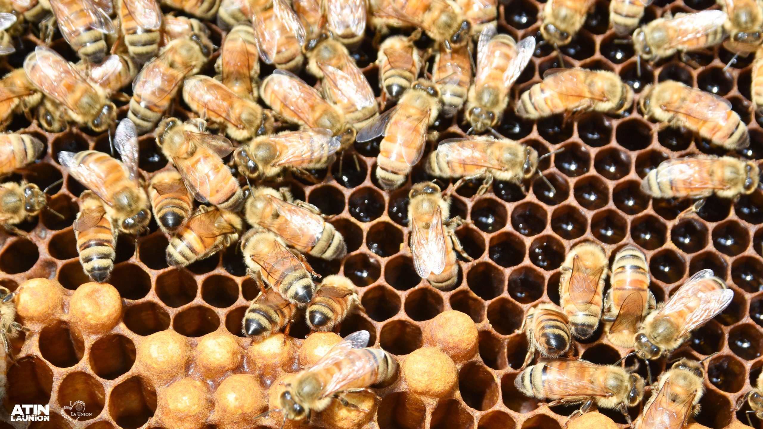 Swarm of bees at Bacnotan, La Union. (Agri-tourism)