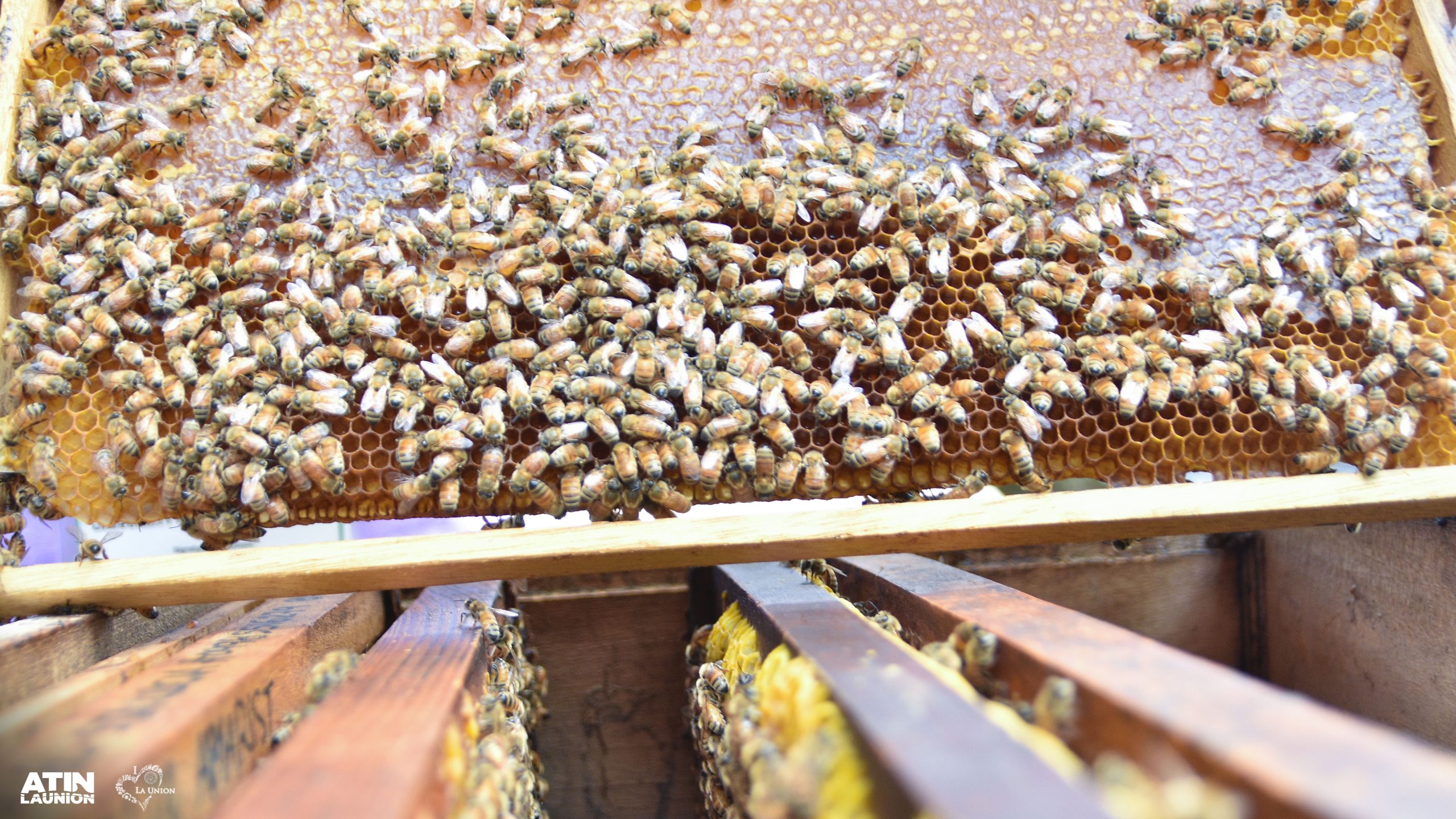 Harvesting bees' honey at Bacnotan, la Union. 