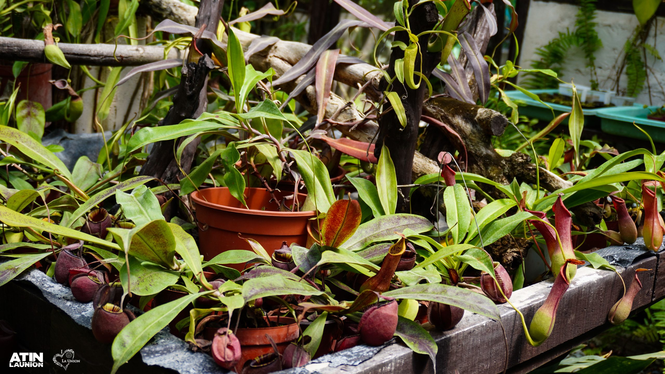 Photos of pitcher plant at the La Union Tourist Spot, Monsterpot.